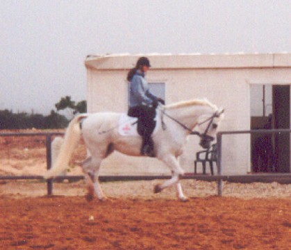 pino1.jpg